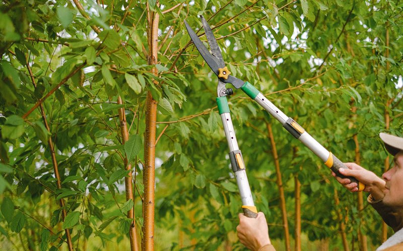 Tree trimming in Means, KY