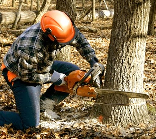 Tree Removal in Means, KY